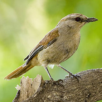 Cichladusa ruficauda (Rufous-tailed palm-thrush) 