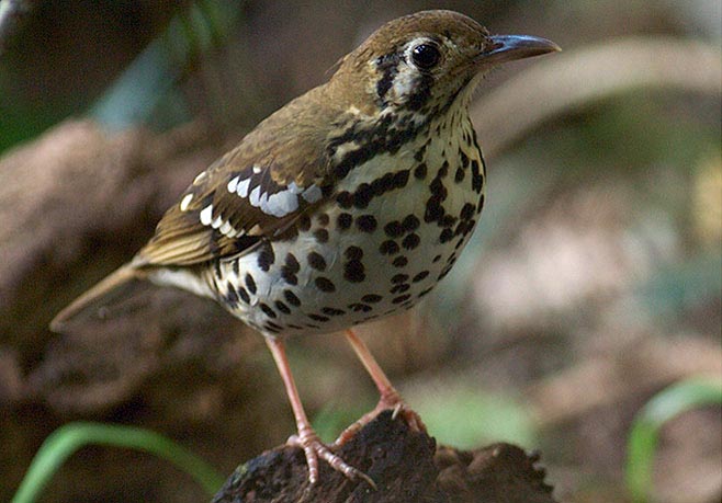 Zoothera guttata (Spotted ground-thrush, Spotted thrush) 