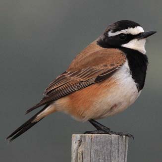 Oenanthe pileata (Capped wheatear) 