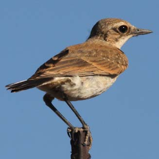 Oenanthe pileata (Capped wheatear) 