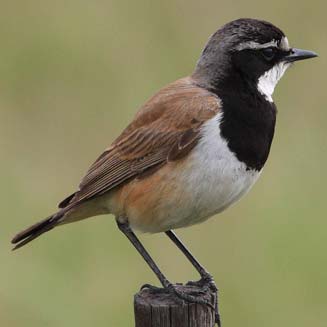 Oenanthe pileata (Capped wheatear) 