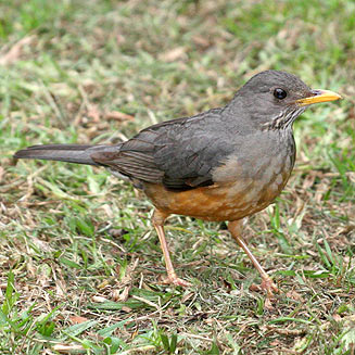 Turdus olivaceus (Olive thrush)