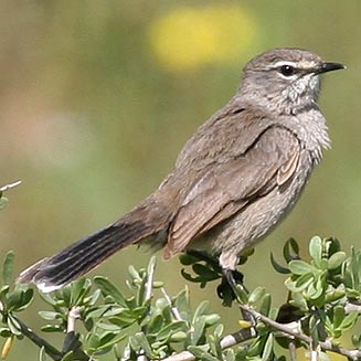 Cercotrichas coryphoeus (Karoo scrub-robin) 