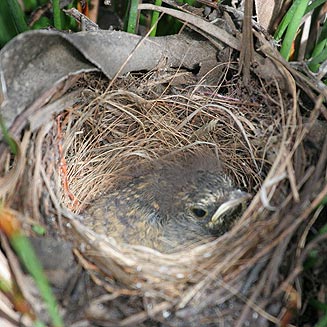 Cossypha caffra (Cape robin-chat, Cape robin)