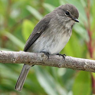 Muscicapa adusta (African dusky flycatcher)