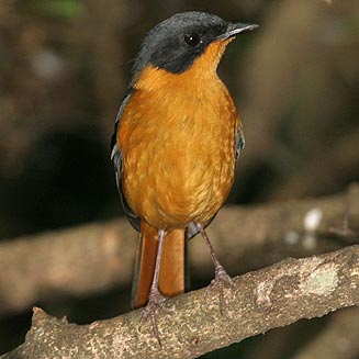 Cossypha dichroa (Chorister robin-chat, Chorister robin) 