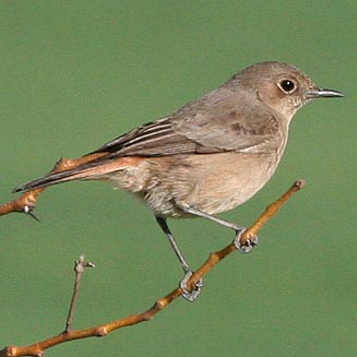 Cercomela familiaris (Familiar chat) 