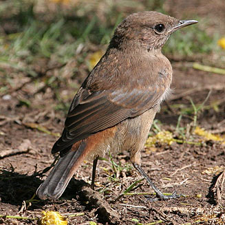 Cercomela familiaris (Familiar chat)