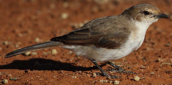 Bradornis mariquensis (Marico flycatcher) 
