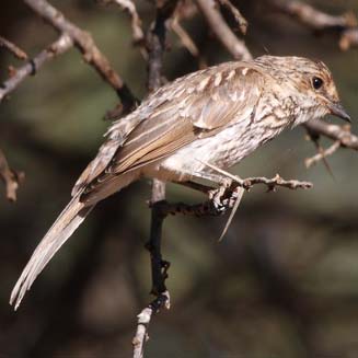Bradornis mariquensis (Marico flycatcher) 