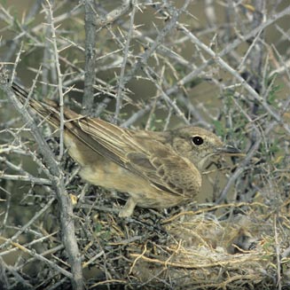 Bradornis infuscatus (Chat flycatcher)