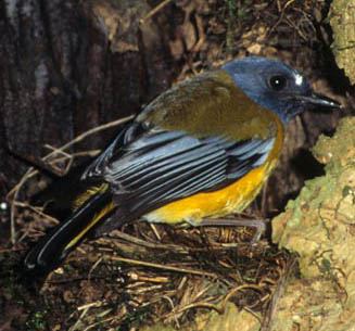 Pogonocichla stellata (White-starred robin, Starred robin)