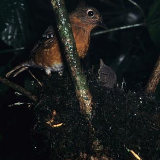 Zoothera gurneyi (Orange ground-thrush, Orange thrush) 