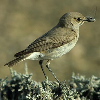 Cercomela schlegelii (Karoo chat)