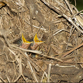 Cossypha natalensis (Red-capped robin-chat, Natal robin)
