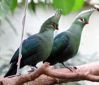 Tauraco livingstonii (Livingstone's turaco)