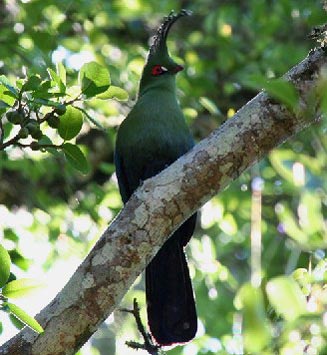 Tauraco schalowi (Schalow's turaco) 