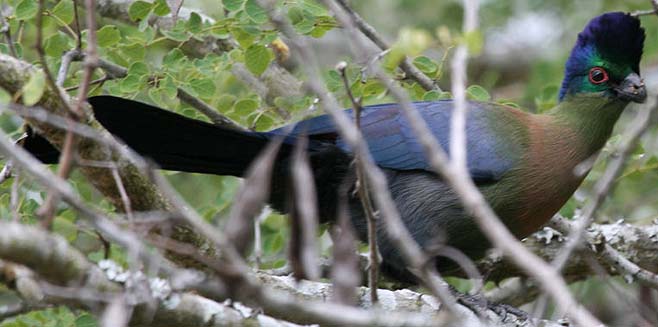 Gallirex porphyreolophus (Purple-crested turaco, Purple-crested lourie) 