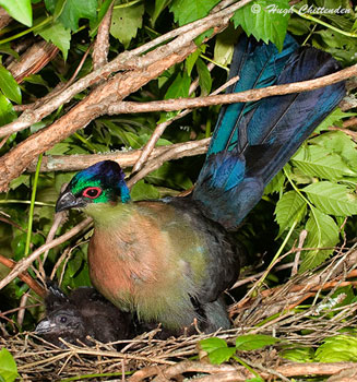 Gallirex porphyreolophus (Purple-crested turaco, Purple-crested lourie) 