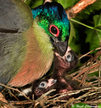 Gallirex porphyreolophus (Purple-crested turaco, Purple-crested lourie) 