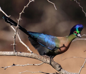 Gallirex porphyreolophus (Purple-crested turaco, Purple-crested lourie)