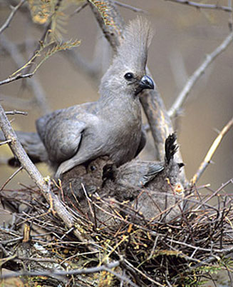 Corythaixoides concolor (Grey go-away-bird, Grey Loerie)