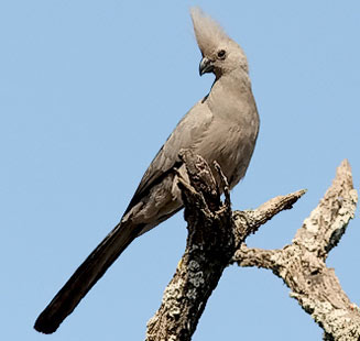 Corythaixoides concolor (Grey go-away-bird, Grey Loerie)
