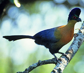 Gallirex porphyreolophus (Purple-crested turaco, Purple-crested lourie)