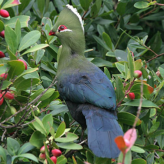 Tauraco corythaix (Knysna turaco, Knysna lourie) 