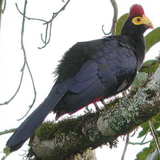 Musophaga rossae (Ross's turaco, Ross's lourie) 