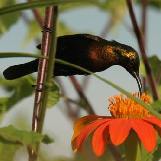 Cinnyris cupreus (Copper sunbird, Coppery sunbird) 