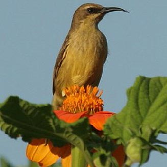 Cinnyris cupreus (Copper sunbird, Coppery sunbird) 
