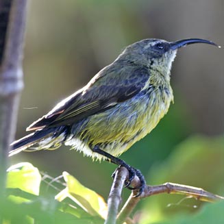 Nectarinia kilimensis (Bronzy sunbird, Bronze Sunbird) 