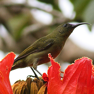 Cyanomitra olivacea (Olive sunbird) 