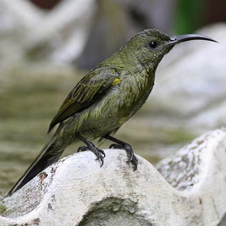 Cyanomitra olivacea (Olive sunbird)