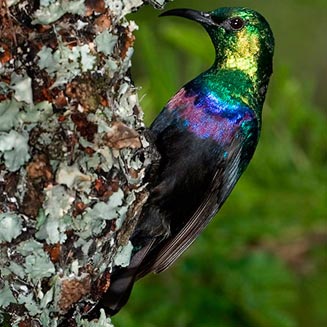 Cinnyris bifasciatus (Purple-banded sunbird)