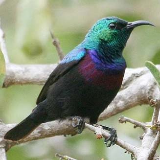 Cinnyris bifasciatus (Purple-banded sunbird)