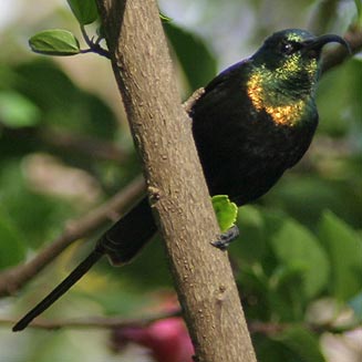 Nectarinia kilimensis (Bronzy sunbird, Bronze Sunbird) 