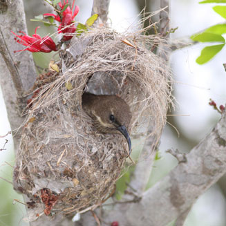 Chalcomitra senegalensis (Scarlet-chested sunbird) 