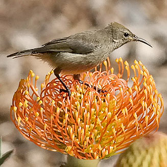 Cinnyris chalybeus (Southern double-collared sunbird, Lesser double-collared sunbird)