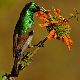 Cinnyris afer (Greater double-collared sunbird) 