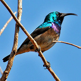 Cinnyris talatala (White-bellied sunbird)