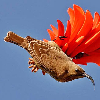 Chalcomitra senegalensis (Scarlet-chested sunbird) 