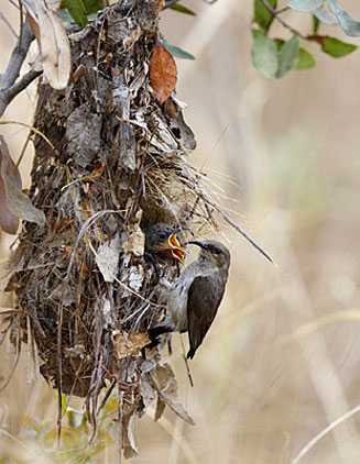 Cinnyris talatala (White-bellied sunbird)