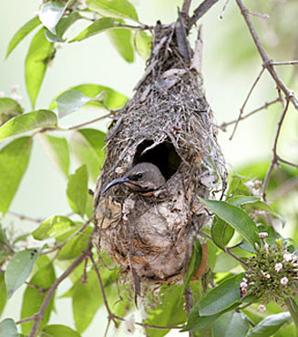 Chalcomitra amethystina (Amethyst sunbird, Black sunbird)