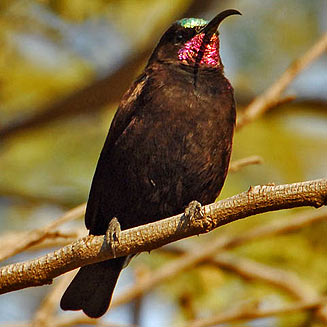 Chalcomitra amethystina (Amethyst sunbird, Black sunbird) 