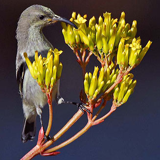 Chalcomitra amethystina (Amethyst sunbird, Black sunbird) 