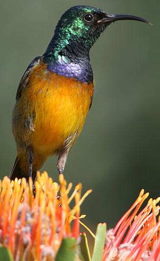 Anthobaphes violacea (Orange-breasted sunbird)
