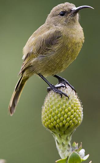 Anthobaphes violacea (Orange-breasted sunbird)