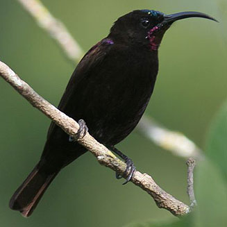 Chalcomitra amethystina (Amethyst sunbird, Black sunbird) 